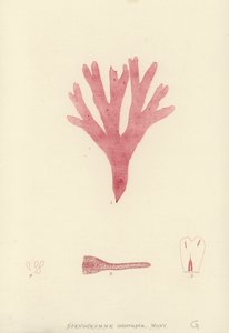 Alghe Marine Britanniche (stampa naturale)